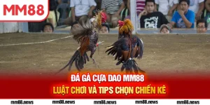 Đá gà cựa dao