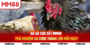 Đá gà cựa sắt
