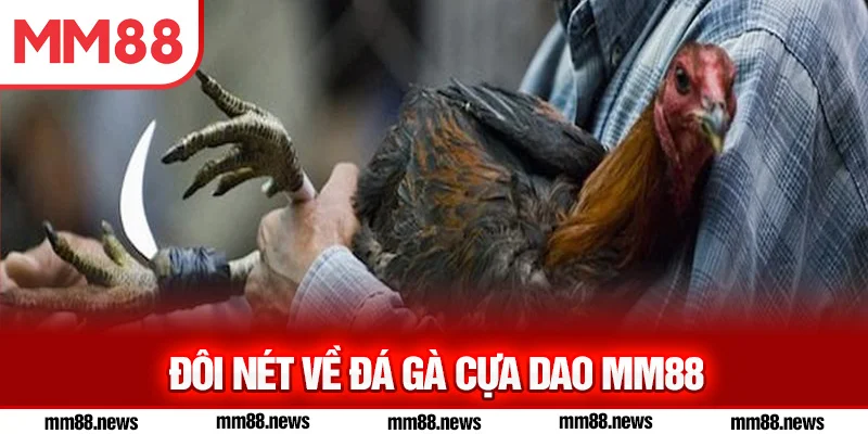 Đôi nét về đá gà cựa dao MM88